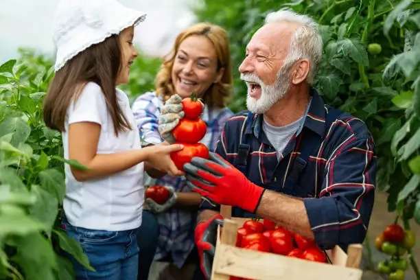 Happy family picking tomatoes in greenhouse.