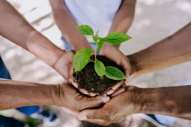 Hands holding small plant in soil together