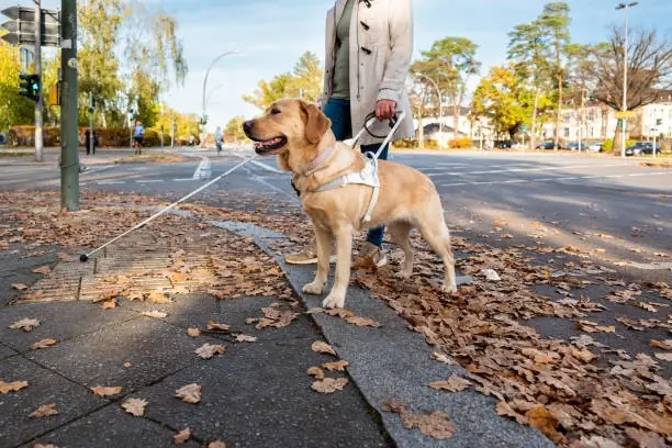 Guide dog leading person across street.
